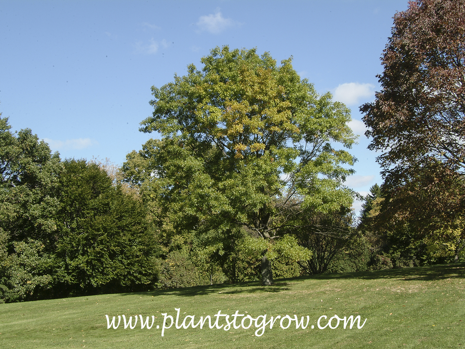 Pin Oak (Quercus palustris) 
An older Pin Oak tree which has lost the tight pyramidal shape.